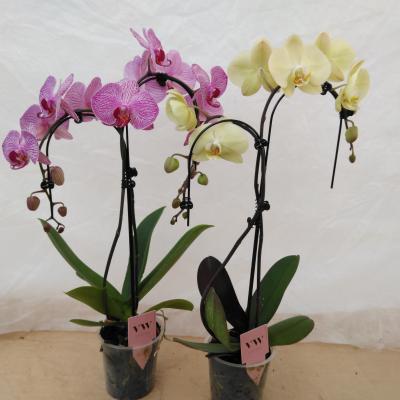 Phalaenopsis 5-Star Quality 2-tak 'Ombrella'