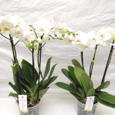 Phalaenopsis 'Impresso Mathilde'  3 tak