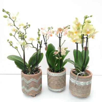 Kolibri Orchids Phalaenopsis 3 spike in Binti pot orange
