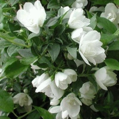 Philadelphus 'Manteau d'Hermine'