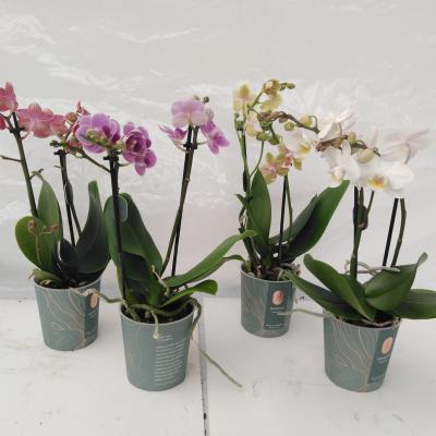 phalaenopsis  Mix 2-tak