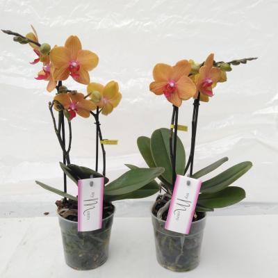 Phalaenopsis ...orange (DE) MyMonro Bronzer 2 spike