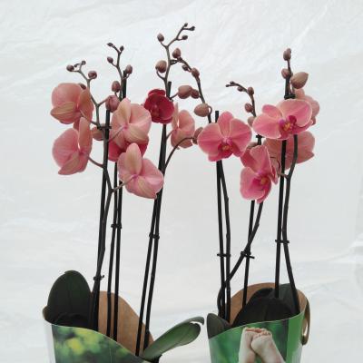 Phalaenopsis 'Ant Narbonne' 3 tak in potcover