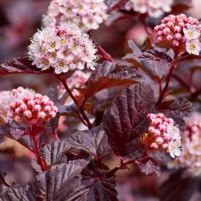 Physocarpus opulifolia 'Lady in Red'