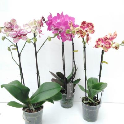 Phalaenopsis 2Br. Opti Mix