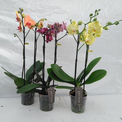 Phalaenopsis 'Optistar Box of Fame' 2 tak