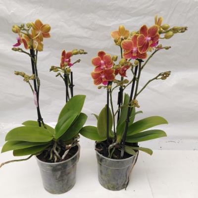 Phalaenopsis Orange 2-3tak