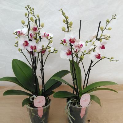 Phalaenopsis multi. 'White Safe Haven'  