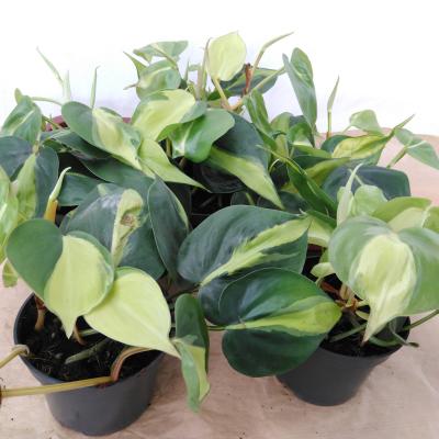 Philodendron scandens 'Brasil' .