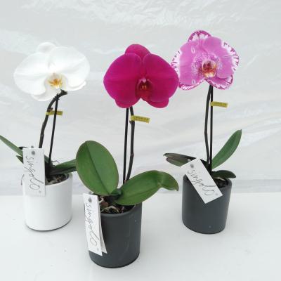 Phalaenopsis Singolo Victoria + pot