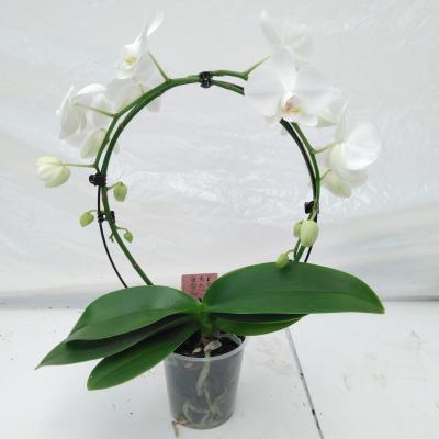 Phalaenopsis 'White Spiegelboog'  wit