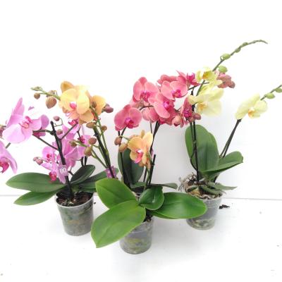 Phalaenopsis Tablo Mix