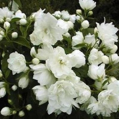 Philadelphus 'Virginal'