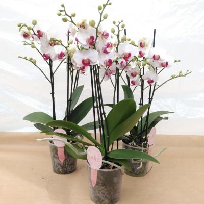 Phalaenopsis multi. 'White Safe Haven'  3-tak