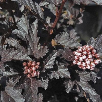 Physocarpus opulifolia 'All Black' ®