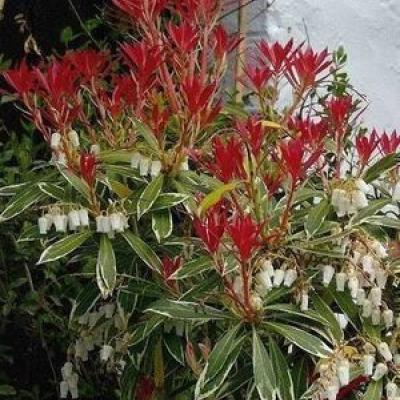 Pieris 'Flaming Silver'