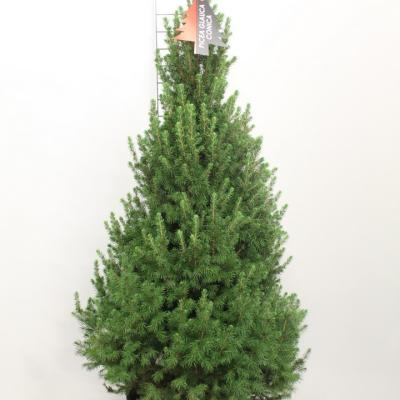 Picea glauca 'Conica'  M 60/70 cm plantmaat