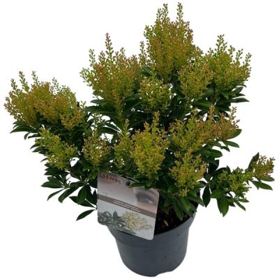 Pieris jap. 'Debutante'