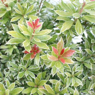 Pieris jap. Little Goldy ('Opstal 65'PBR)