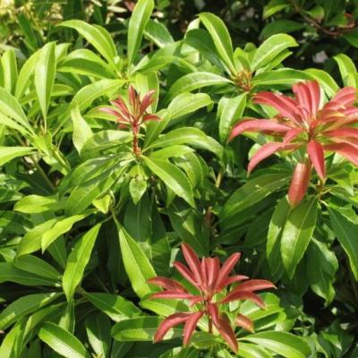 Pieris jap. 'Mountain Fire'