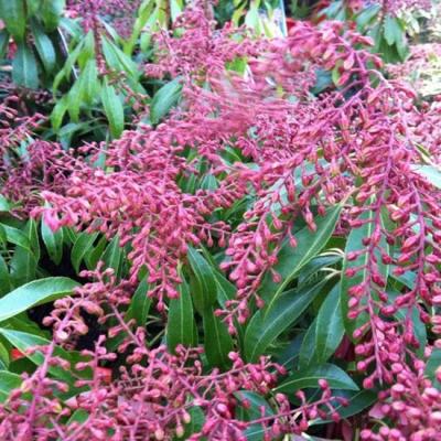 Pieris jap. 'Valley Valentine'