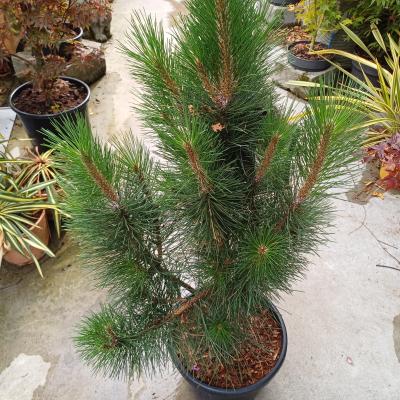 Pinus nigra 'Pyramidalis'