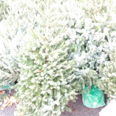 Picea omorika  100/125   in pot