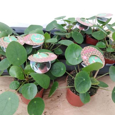 Pilea peperomoides 'Pannekoekenplant' NL