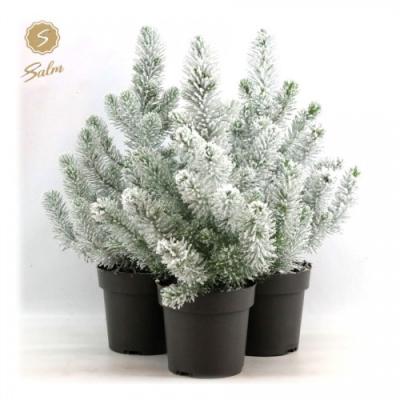 Pinus pinea 'Silver Crest'  met sneeuw