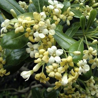 Pittosporum tob. 'Nanum'