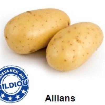 Plantaardappel ALLIANS   60 pl./clayette