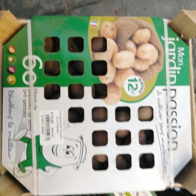Plantaardappel Alouette   60 pl./clayette