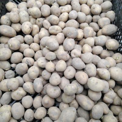 Plantaardappel Berber