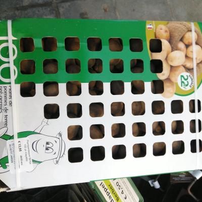 Plantaardappel Bintje  100 pl./clayette