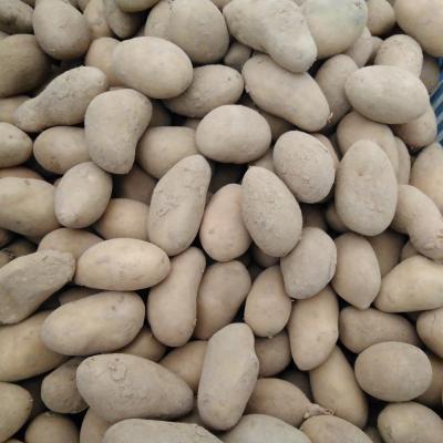 Plantaardappel Gourmandine
