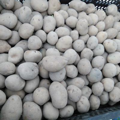 Plantaardappel Witte Eersterling