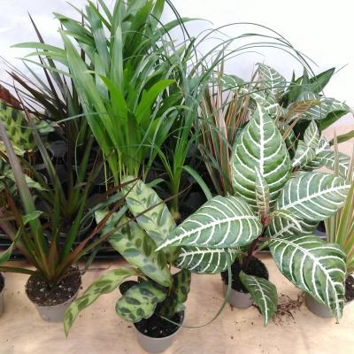 Plant Lundager mix