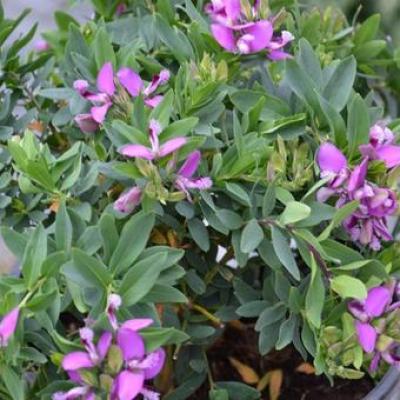 Polygala 'Bibi Pink'