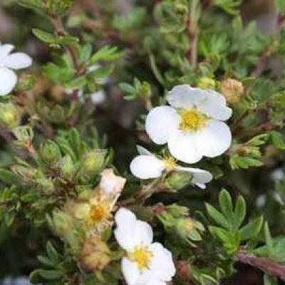 Potentilla frut. 'Abbotswood'