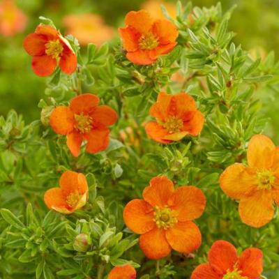 Potentilla frut. 'Bella Sol' ®