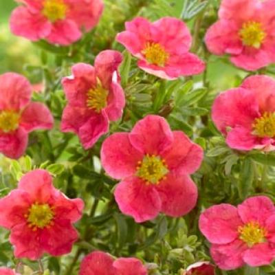 Potentilla frut. 'Danny Boy' ®