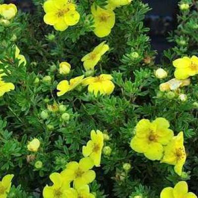 Potentilla frut. 'Kobold'