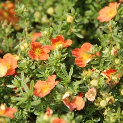 Potentilla frut. 'Red Ace'