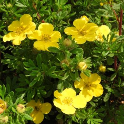 Potentilla frut. 'Sommerflor'