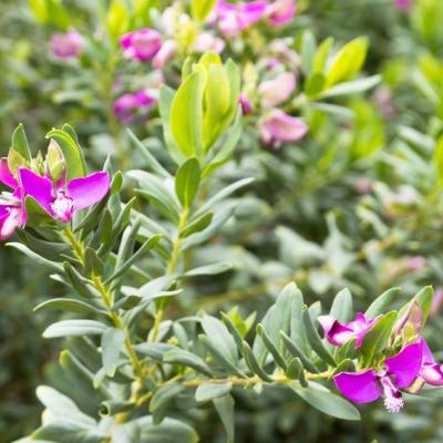 Polygala myrtifolia 'Safari Dreams'