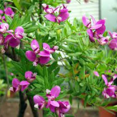 Polygala myrtifolia