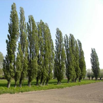 Populus nigra 'Italica'