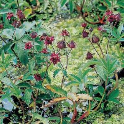 Potentilla palustris