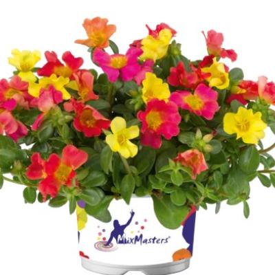 Portulaca oleracea 'Mixmaster mix'