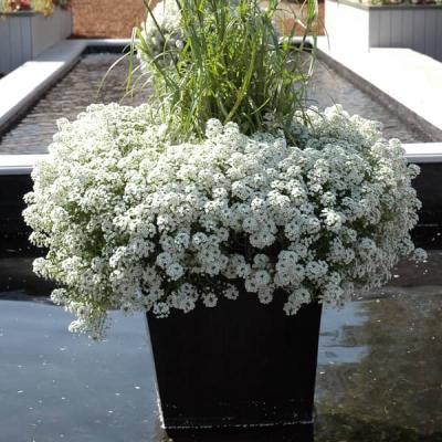 Alyssum - Lobularia   /    wit - blanc